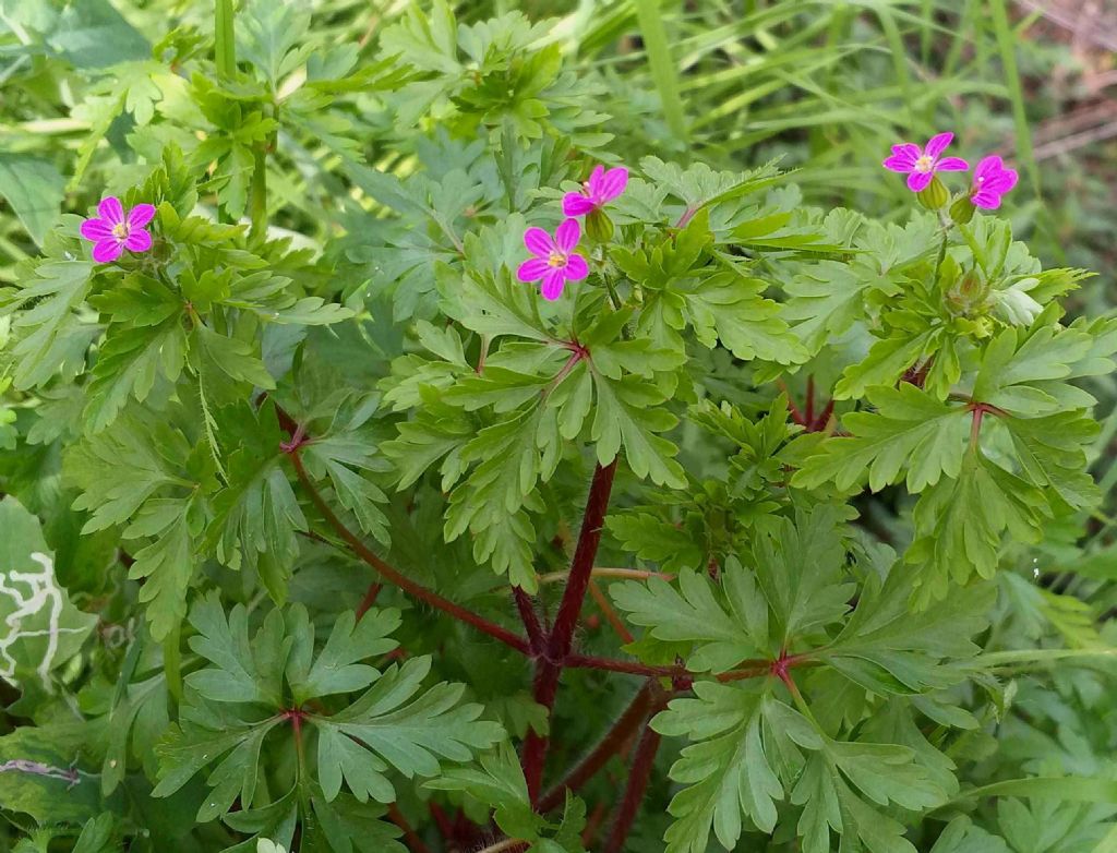 Geranium purpureum o robertianum?  Geranium purpureum